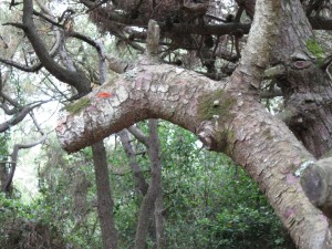 Cavallo su albero