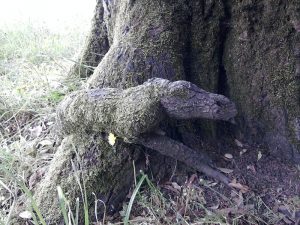 albero con cane