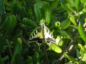 Farfalla macaone