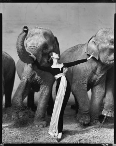 Dovima with elephants, Evening dress by Dior, Cirque d'Hiver, Paris, August 1955