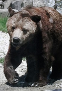 Orso