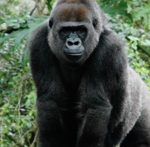 gorilla